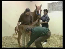 Load and play video in Gallery viewer, EARLY LEARNING - The Complete Training of the Newborn Foal During Its Imprinting & Critical Learning Periods on Video DVD