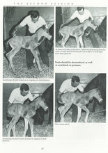 Load image into Gallery viewer, IMPRINT &amp; EARLY LEARNING - Of The Newborn Foal (REPRINT NOW AVAILABLE)
