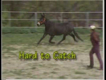 Load and play video in Gallery viewer, UNDERSTANDING HORSES - And Using That Knowledge To Solve Common Behavior Problems
